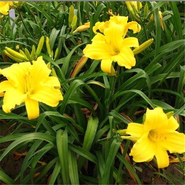 金娃娃萱草报价