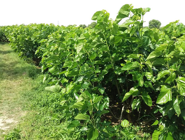 桑树价格-图片-形态特征-主要变种-产地生境-生长习性-经济价值以及植物文化