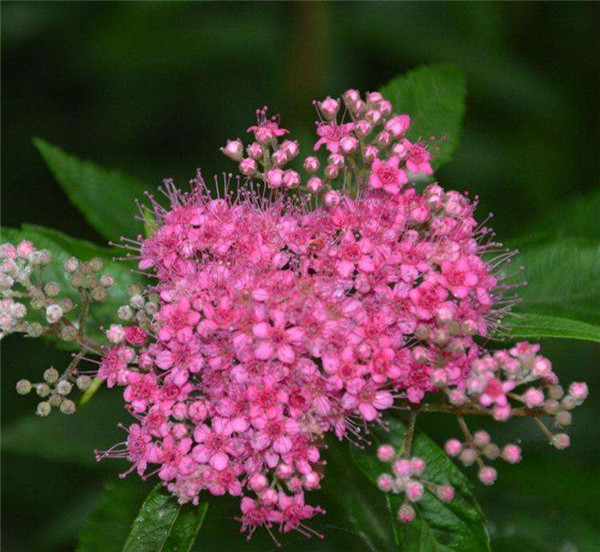 金焰绣线菊报价