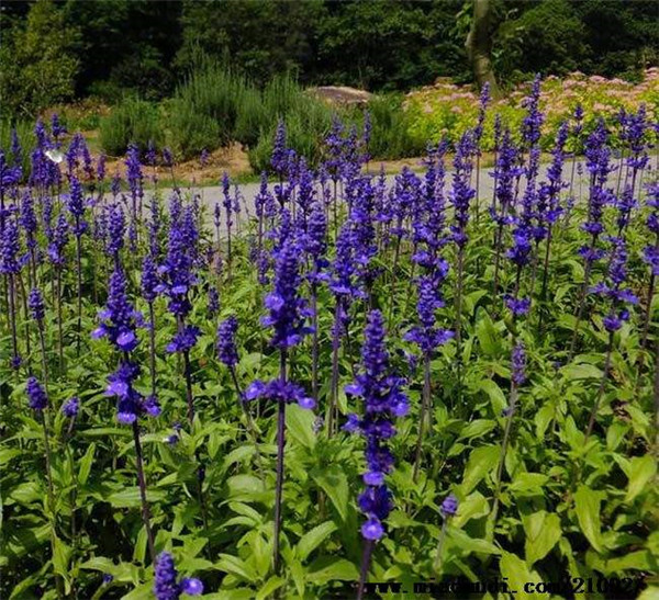 天蓝鼠尾草报价