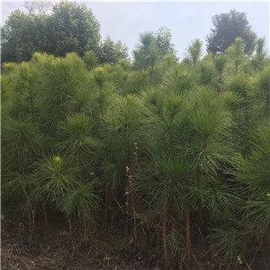 湿地松报价