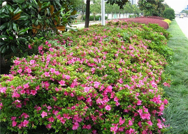 锦绣杜鹃报价