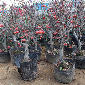 冬红果报价