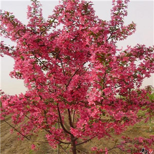 冬红海棠报价