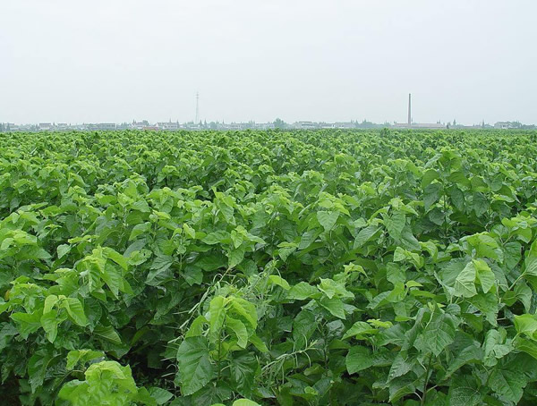 关于桑树的传说有哪些？