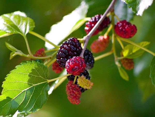 桑树有什么特点？