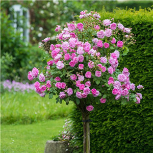 月季树报价