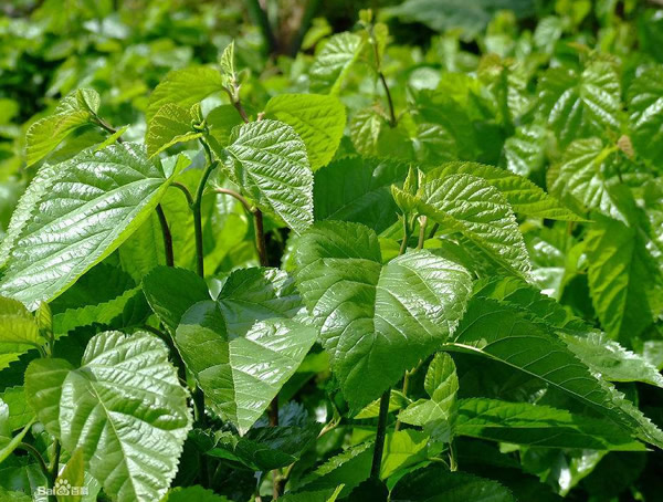 桑树叶有什么功效？