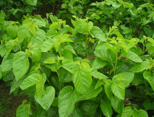 为什么说桑树生长离不开水？