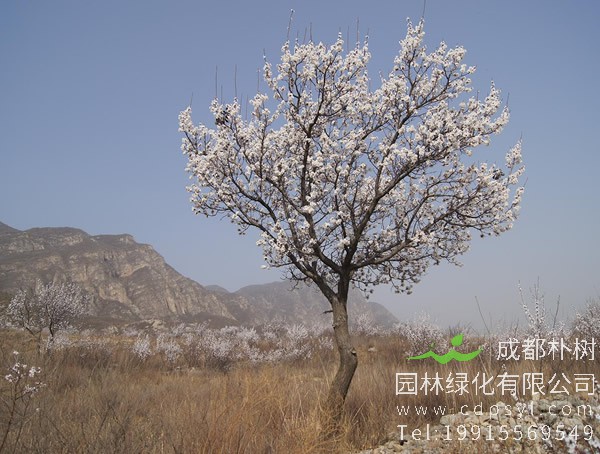 杏树价格-图片-形态特征-生长习性-地理分布-主要价值以及植物文化