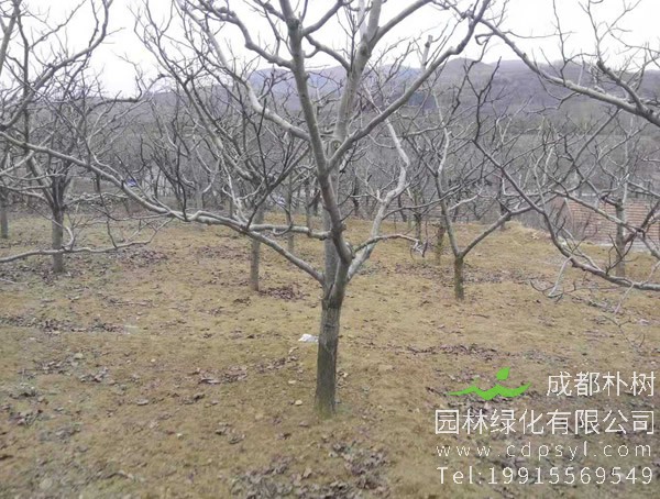 杏树怎样扦插最容易成活？