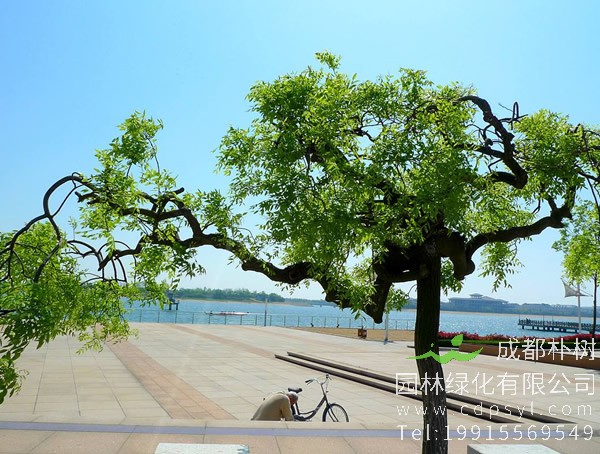 龙爪槐价格-图片-形态特征-生长习性-产地分布以及主要价值