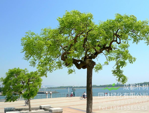 龙爪槐价格-图片-形态特征-生长习性-产地分布以及主要价值