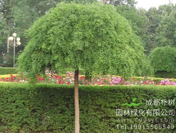 龙抓槐的功效，龙爪槐有何作用？