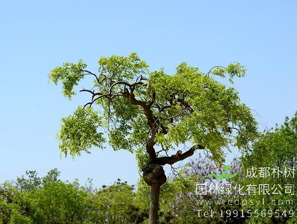 龙爪槐的果实怎么入药？