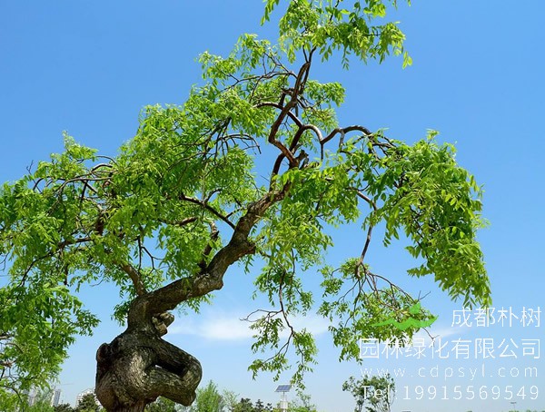 为什么龙爪槐的枝会往下长？