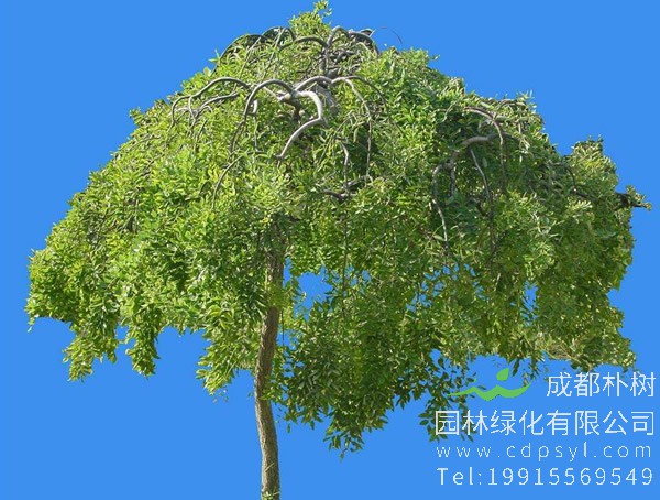 龙爪槐在什么时候开花？