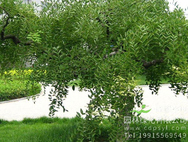 龙爪槐如何种植，龙爪槐可以扦插吗？