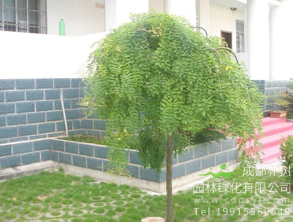 龙爪槐怎么修剪才最好看？