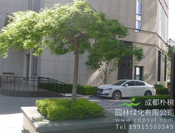 龙爪槐是乔木还是灌木？