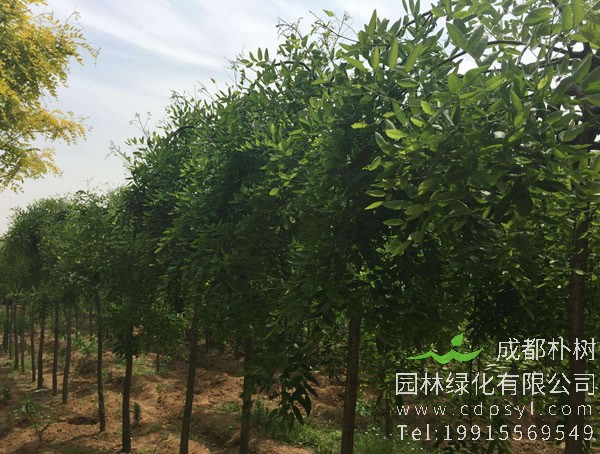 龙爪槐什么时候开始长叶？