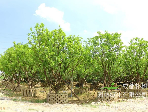 洋蒲桃价格-图片-形态特征-分布范围-生长习性以及主要价值