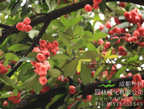 洋蒲桃价格-图片-形态特征-分布范围-生长习性以及主要价值