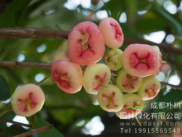 洋蒲桃名字的由来，为什么洋蒲桃又叫做莲雾呢？