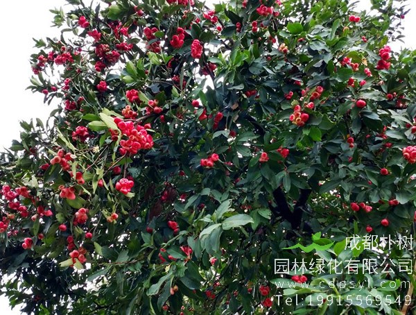 如何区分蒲桃、海南蒲桃和洋蒲桃？