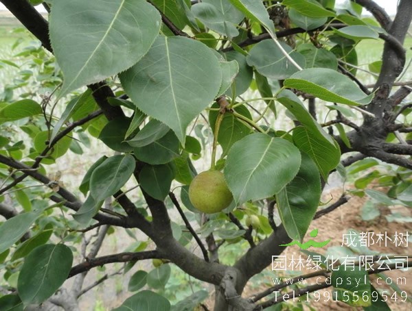 南果梨价格-图片-形态特征-生长环境以及分布范围
