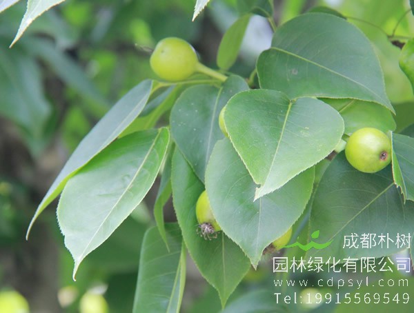南果梨价格-图片-形态特征-生长环境以及分布范围