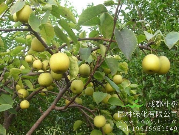 南果梨应该怎样施肥？有哪些注意事项？