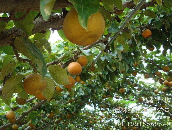 南果梨价格-图片-形态特征-生长环境以及分布范围