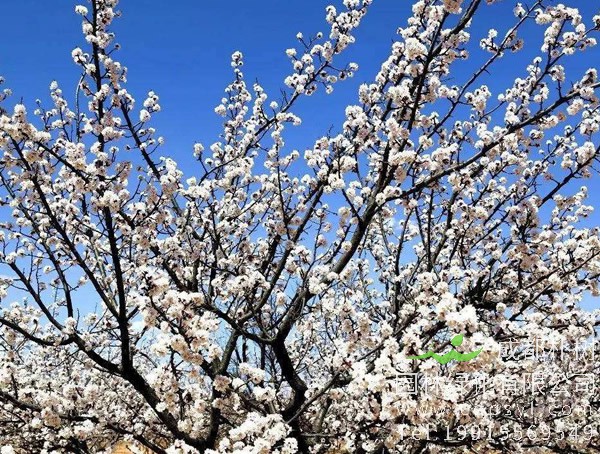 杏树在种植几年之后会结果？