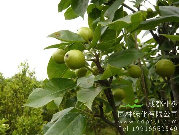 南果梨的后期管理有哪些事情需要注意？