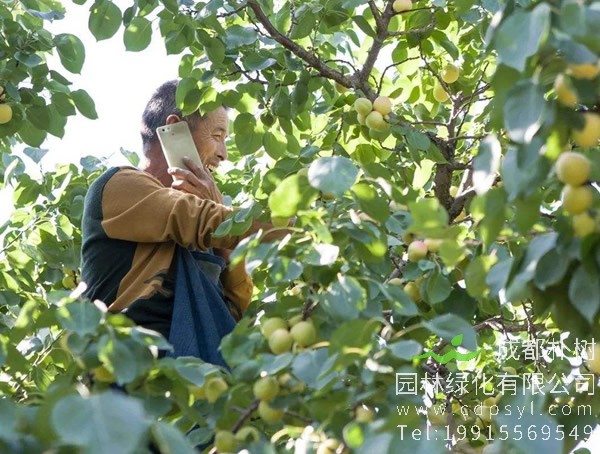 杏树价格-图片-形态特征-生长习性-地理分布-主要价值以及植物文化