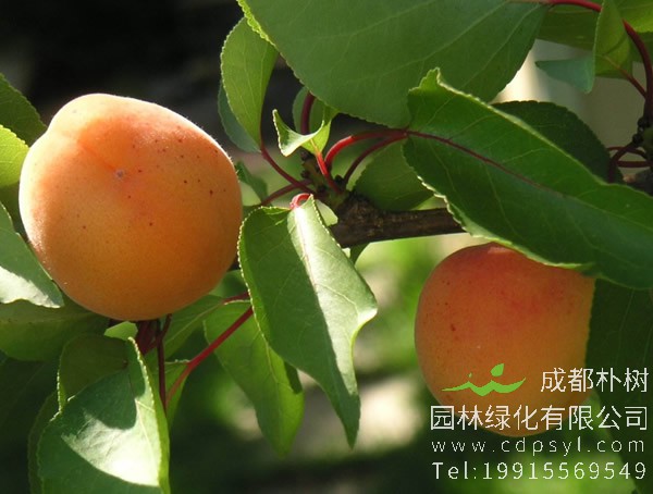 家里的庭院种杏树为什么不好？