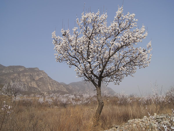 杏树价格-图片-形态特征-生长习性-地理分布-主要价值以及植物文化