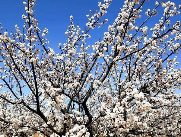 杏树在种植几年之后会结果？