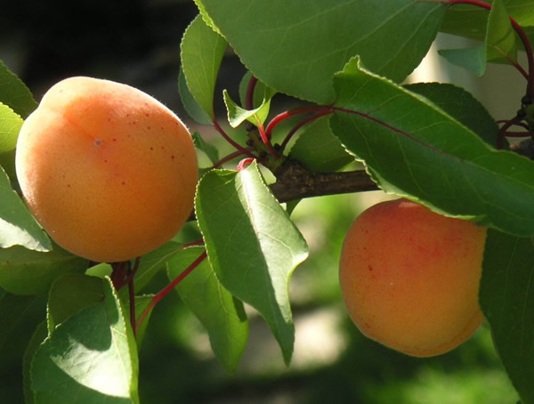 家里的庭院种杏树为什么不好？