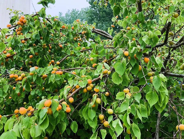 杏树的果实什么时候成熟？