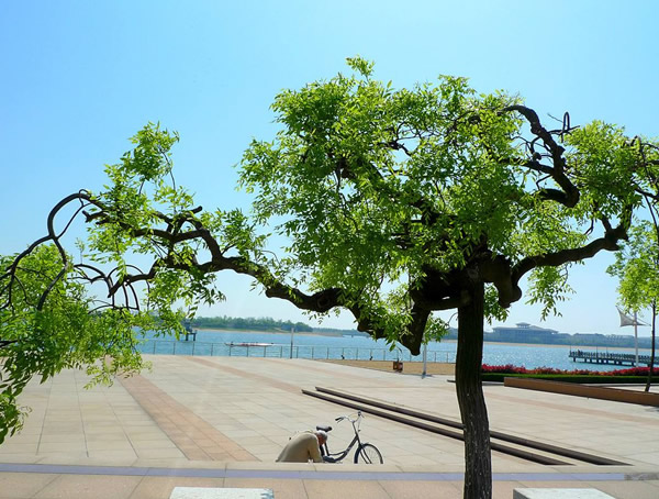 龙爪槐价格-图片-形态特征-生长习性-产地分布以及主要价值