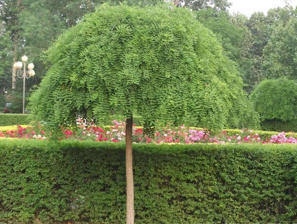 龙抓槐的功效，龙爪槐有何作用？