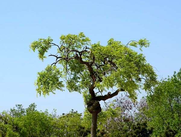 龙爪槐的果实怎么入药？