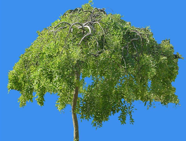 龙爪槐在什么时候开花？