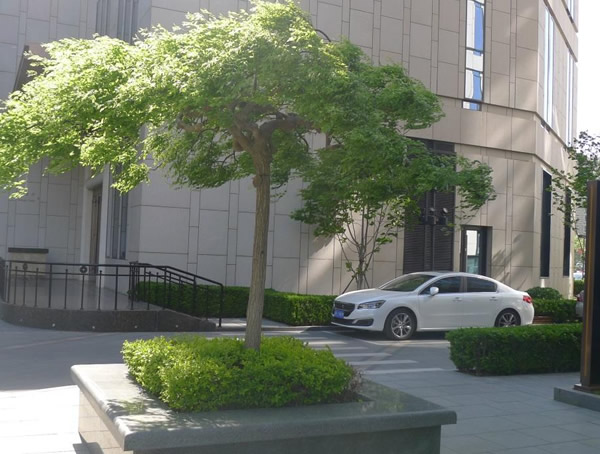 龙爪槐是乔木还是灌木？