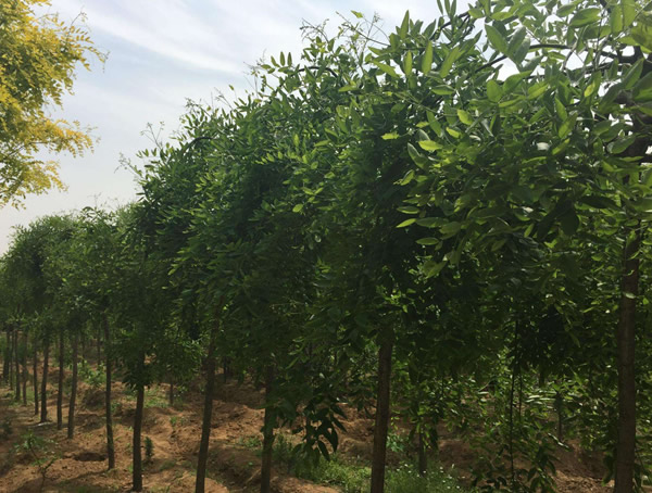 龙爪槐什么时候开始长叶？