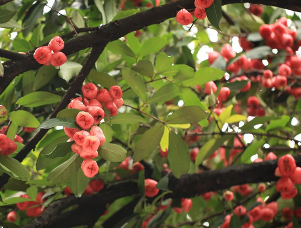 洋蒲桃是什么味道？