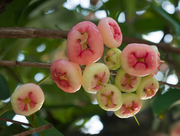 洋蒲桃名字的由来，为什么洋蒲桃又叫做莲雾呢？