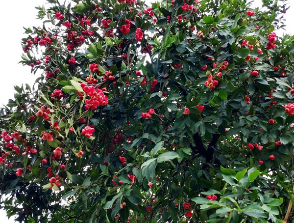 如何区分蒲桃、海南蒲桃和洋蒲桃？